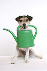 Parson Russell Terrier fetches watering pot