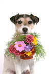 Parson Russell Terrier fetches flower basket