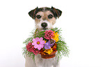 Parson Russell Terrier fetches flower basket