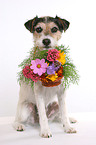 Parson Russell Terrier fetches flower basket