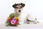 lying Parson Russell Terrier