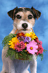 Parson Russell Terrier fetches flower basket