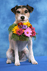 Parson Russell Terrier fetches flower basket