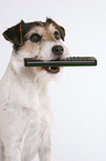 Parson Russell Terrier fetches remote control