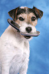 Parson Russell Terrier fetches mobile phone