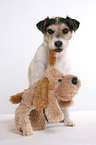 Parson Russell Terrier fetches stuffed animal