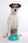 Parson Russell Terrier with feeding bowl