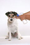 Parson Russell Terrier gets spray against fleas and ticks