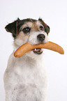 dog with sausage in mouth