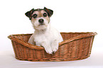 Parson Russell Terrier in basket