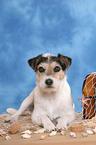 Parson Russell Terrier on beach