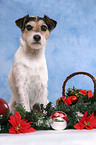 Parson Russell Terrier at christmas