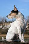 sitting Parson Russell Terrier