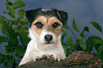 Parson Russell Terrier Portrait