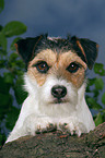 Parson Russell Terrier Portrait