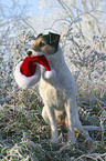 Parson Russell Terrier with christmas cap