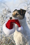 Parson Russell Terrier with christmas cap