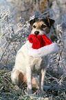 Parson Russell Terrier with christmas cap