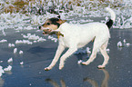 playing Parson Russell Terrier on ice