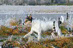 running Parson Russell Terrier in winter