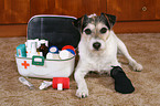 ill Parson Russell Terrier with first aid box