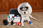 ill Parson Russell Terrier with first aid box