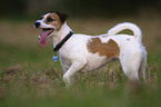 Parson Russell Terrier