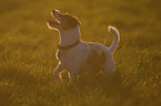 Parson Russell Terrier