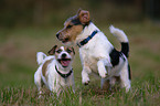 running Parson Russell Terrier