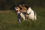 running Parson Russell Terrier