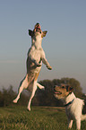 jumping Parson Russell Terrier