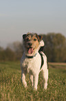 Parson Russell Terrier