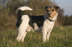 Parson Russell Terrier