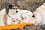 Parson Russell Terrier on sofa