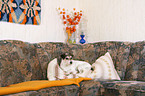 Parson Russell Terrier on sofa