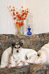 Parson Russell Terrier on sofa