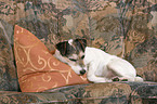 sleeping Parson Russell Terrier on sofa