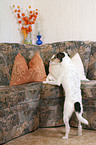 Parson Russell Terrier on sofa