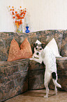 Parson Russell Terrier on sofa