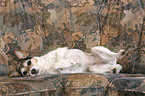 Parson Russell Terrier on sofa