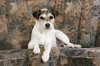 Parson Russell Terrier on sofa