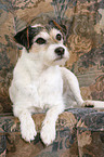 Parson Russell Terrier on sofa