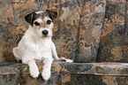 Parson Russell Terrier on sofa