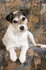 Parson Russell Terrier on sofa