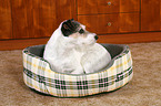 lying Parson Russell Terrier