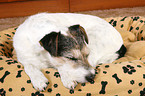 sleeping Parson Russell Terrier