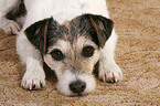 lying Parson Russell Terrier