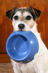 Parson Russell Terrier with food bowl