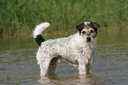 Parson Russell Terrier in the water