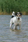 Parson Russell Terrier in the water